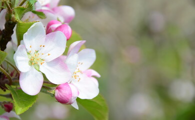 Fototapeta na wymiar Wunderschöne Apfelbaumblüten in Rosa und Weiß - Blütezeit in Südtirol - Lana bei Meran - Italien - Europa