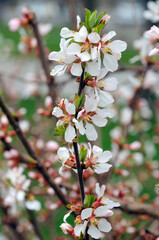 apricot tree during autumn flowering