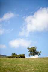 Obraz premium Arbustos en la línea del horizonte