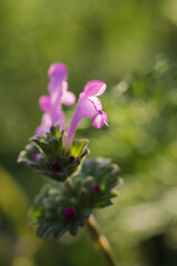 Small spring purple flower. Selective focus. Springtime.