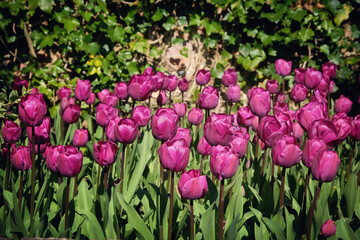 Purple single triumph tulip 'Negrita' in flower
