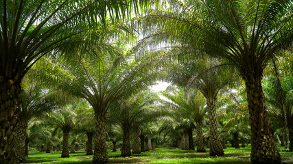 Obraz premium Palm trees on the plantation of Filipino farmers. Palm grove in the tropics. Bohol, Philippines.