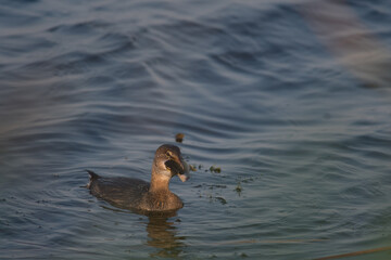 Pied-billed Grebe has caught a fish