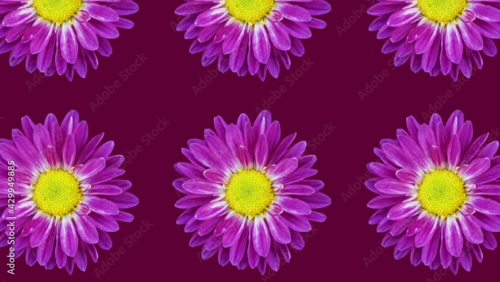 Poster purple chrysanthemum animated pattern on a dark maroon background. simple floral seamless loop conce