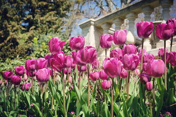 Purple single triumph tulip 'Negrita' in flower