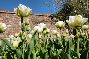 White peony flowered double tulip 'Mount Tacoma' in flower