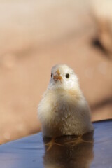 baby chick looking up 