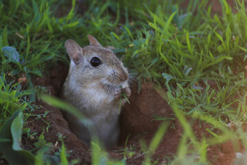 Naklejka na ściany i meble close up of a field mouse eating grass