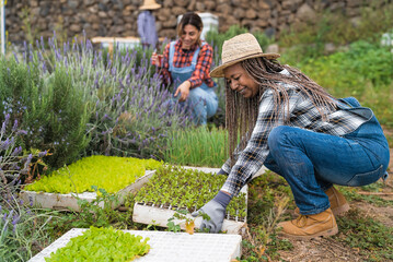 farmers women preparing seedlings in vegetables garden - Farm people lifestyle concept