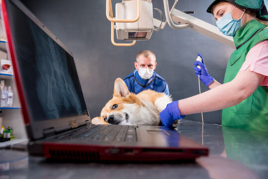 Veterinarian team examining dog in x-ray room.