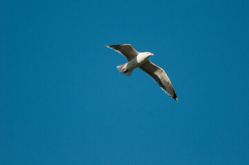 Great Black-Backed Gull flying across blue sky