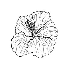 Line art hibiscus flower with black outline isolated on white background. Stock vector illustration.