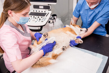 Veterinarian team examines the Corgi dog using ultrasound