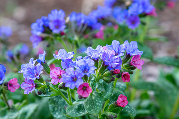 Hansel & Gretel flowers