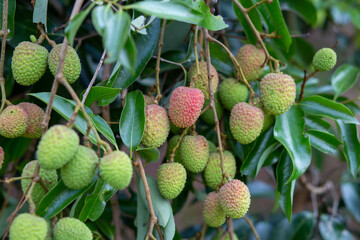 Lychees grow on tree green leaves, about to ripen to red in the garden. Thai farmers in summer are delicious, sweet, and sour.