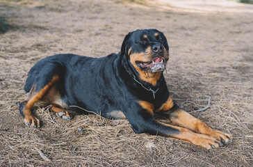 Perro de raza rottweiler descansando acostado en el bosque