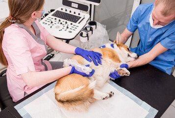 Veterinarian team examines the Corgi dog using ultrasound