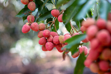 Lychees grow on green plants, about to ripen to red in the garden. Thai farmers in summer, delicious, sweet, sour