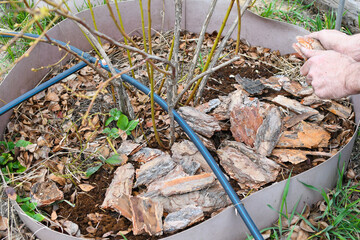 Farmer man in the garden mulches young blueberry bushes with pine bark. The soil is covered with...