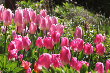 Pink single triumph tulips 'pink diamond' in flower