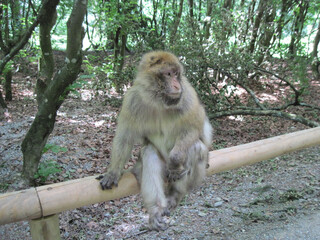  2009 - 06 - Bodensee - Affenberg in Salem 12 