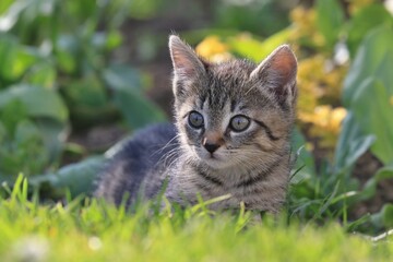 Closeup portrait of a cute tabby kitten. Kitten lying in the grass. 