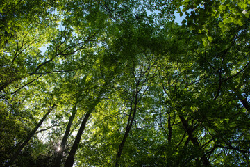 里山で木に覆われた上空を見上げる