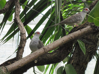  2009 - 06 - Bodensee - Insel Mainau 12 