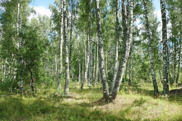 Beautiful summer landscape with birch forest on a sunny day