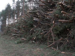 Forest fallen trees that lie in a heap, felling of trees began, concept of deforestation.