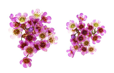 Fototapeta na wymiar Set of pink chamelaucium flowers