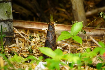 Obraz premium タケノコ