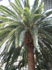  2009 - 06 - Bodensee - Insel Mainau 47 