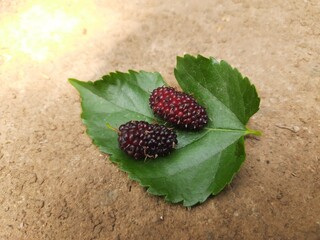 Red mulberries with green leaves growing in the home garden. This Fruit provides fiber and...