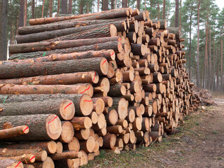 Forest fallen trees that lie in a heap, felling of trees began, concept of deforestation.