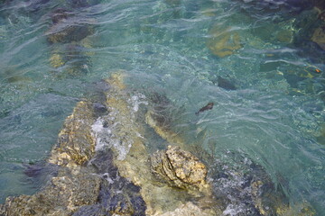 木と海
