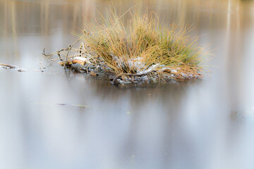 grass in the wind
