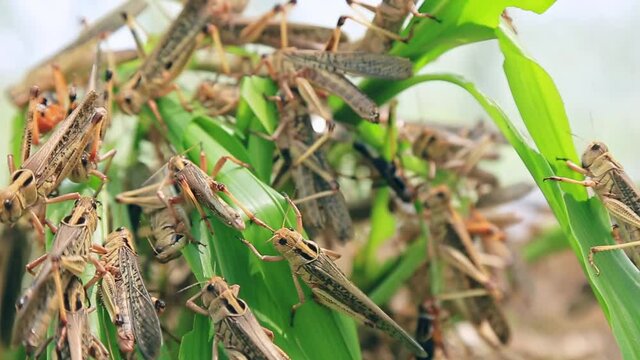 A locust plague occurring in central China. Corn leaves quickly eaten by locusts