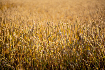 Gold Wheat Field. Beautiful Nature Sunset Landscape. Background of ripening ears of meadow wheat field. Concept of great harvest and productive seed industry