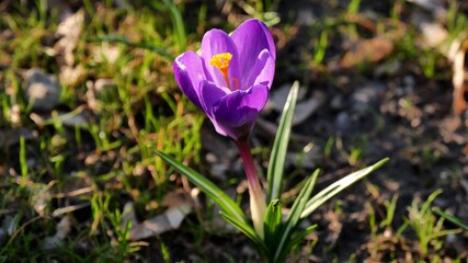 spring crocus flower