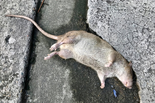 Top view of rat died on floor background. Animal contagious disease concept.