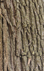 Tree trunk. Texture background