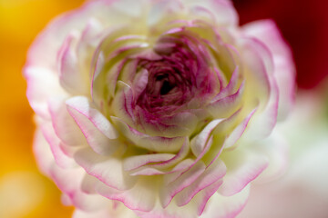 背景素材　春に咲く綺麗な花