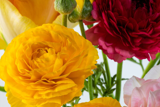 花金鳳花images Browse 87 Stock Photos Vectors And Video Adobe Stock