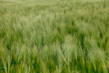 Green Barley Field on a sunny day