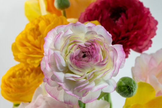 花金鳳花images Browse Stock Photos Vectors And Video Adobe Stock