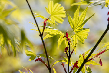 風景素材　春の陽射しを浴びた新緑