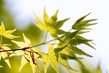 風景素材　春の陽射しを浴びた新緑