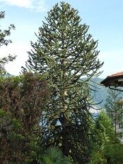  2013 - 05 - Urlaub Lago Maggiore - 03 - Ghiffa 02 