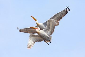 Two flying Dalmatian Pelican in the delta of Volga River (near Caspian Sea, Astrakhan, Russia). The...